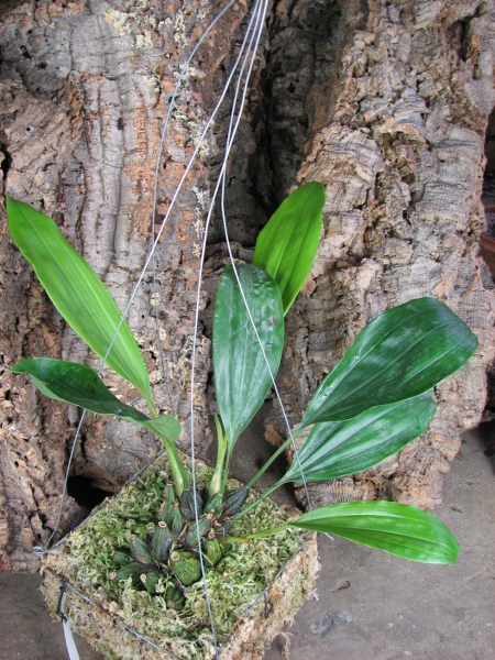 Stanhopea tigrina.JPG
