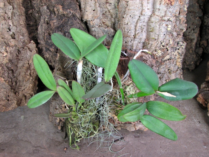 Cattleya schilleriana 'Sem ID'.JPG