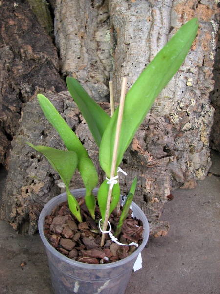 Laelia tenebrosa 'Aline' x Laelia tenebrosa 'Gloriosa'.JPG