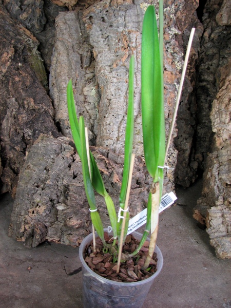 Laelia purpurata rubra-sanguinea 'Black' x Laelia purpurata sanguinea 'Cardeal'.JPG