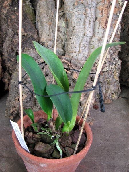 Laeliocattleya Antonetta Mahan 'S-10' (Lc. Marcia Foster x C. J A Carbone).JPG