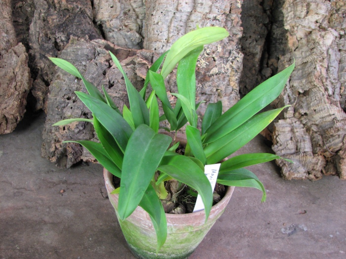 Maxillaria huebschii.JPG