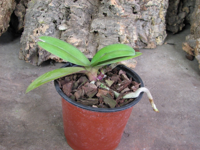 Doritaenopsis Lius Sakura.JPG