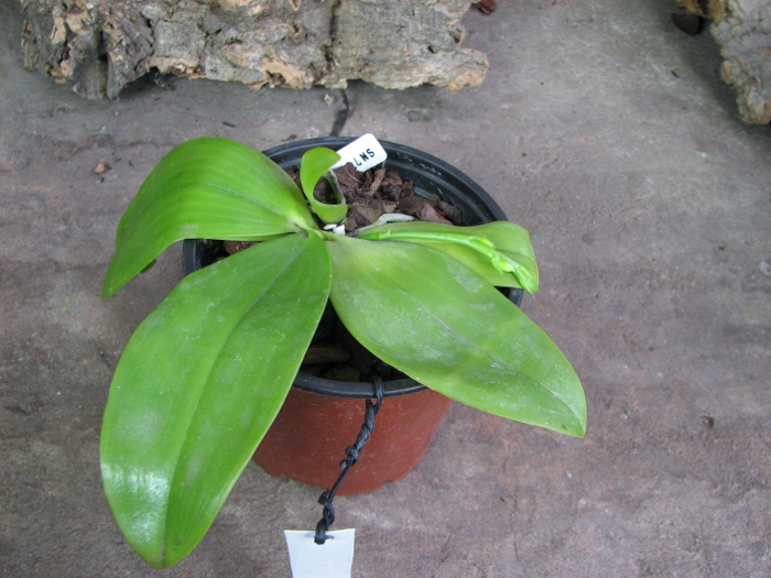 Phalaenopsis corningiana x Phalaenopsis Coral Isles.JPG