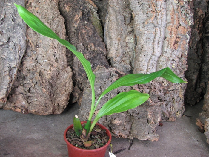 Anguloa clowesii x hohenlohii.JPG