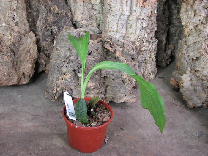 Lycaste aromatica.JPG