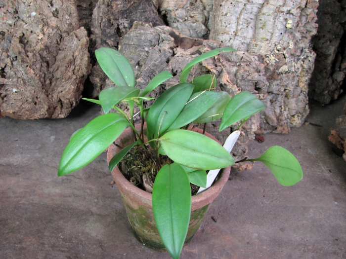 Pleurothallis stellis.JPG