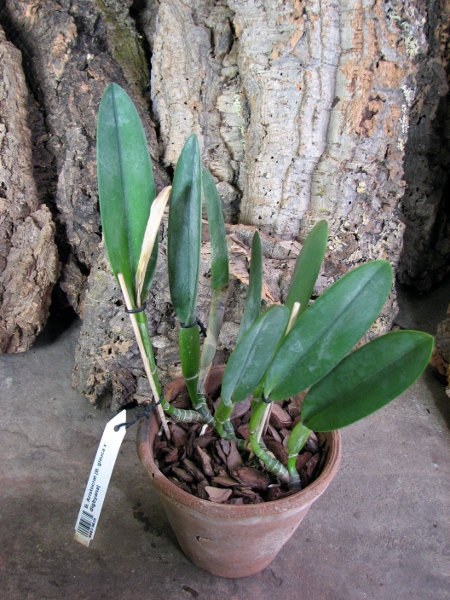 Brassavola Aristocrat (Brassavola glauca x digbyana).JPG