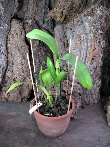 Epilaeliocattleya Mae Bly 'Ching Hua Splash' (Epidendrum mariae x Laeliocattleya Ann Follis).JPG