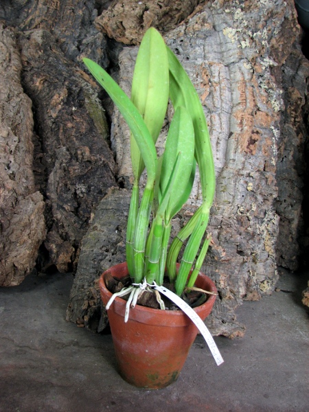 Laeliocattleya Purple Cascade 'Fragrance Beauty' (Interglossa x Tokyo Magic).JPG