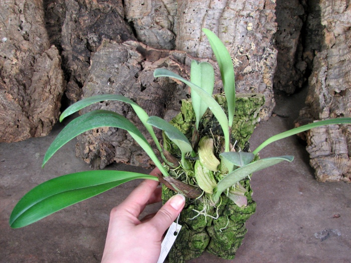 Bulbophyllum papulosum.JPG