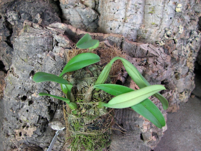 Bulbophyllum fascinator.JPG