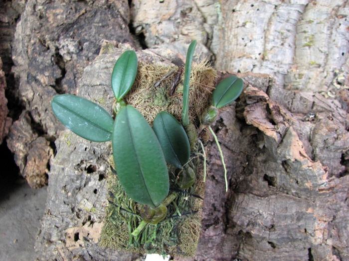 Bulbophyllum frostii.JPG