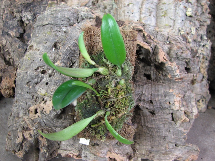 Bulbophyllum gracillimum.JPG