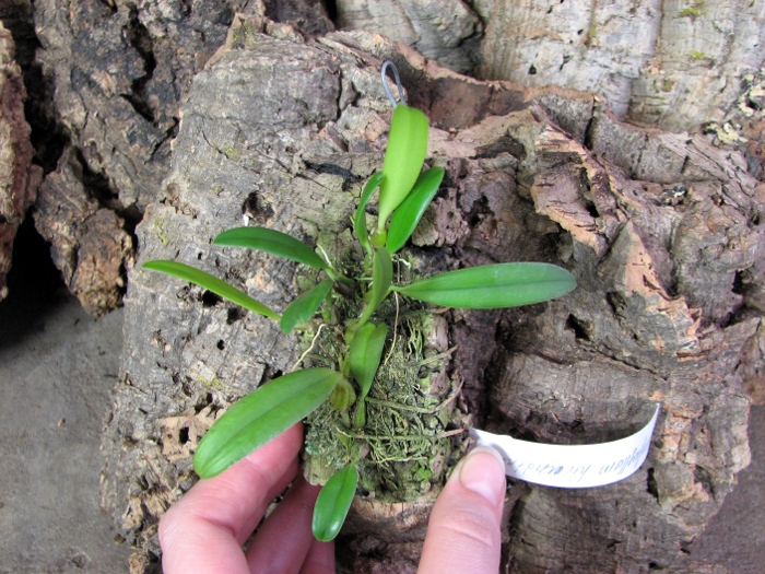 Bulbophyllum hirundinis.JPG