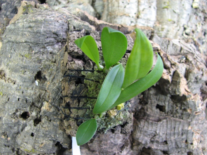 Bulbophyllum miniatum.JPG