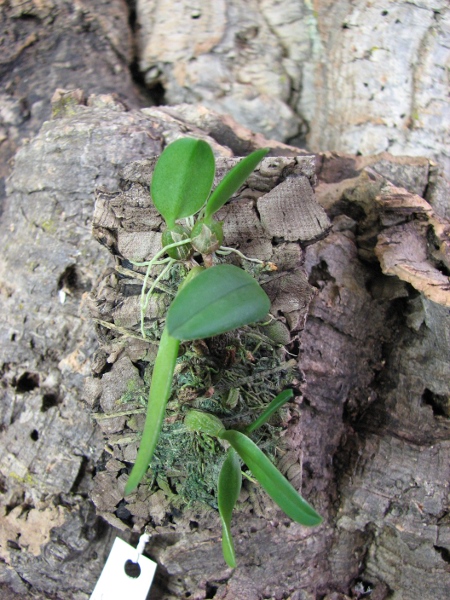 Bulbophyllum pectenveneris.JPG