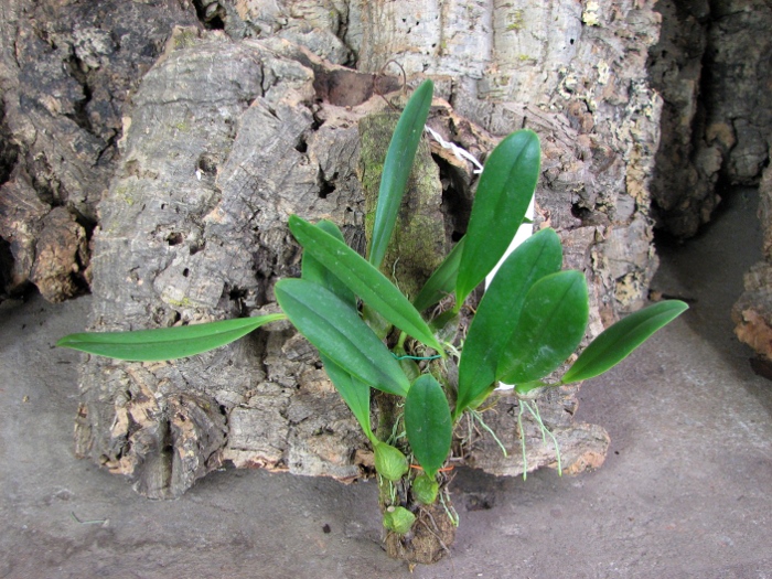 Bulbophyllum saltatorium.JPG