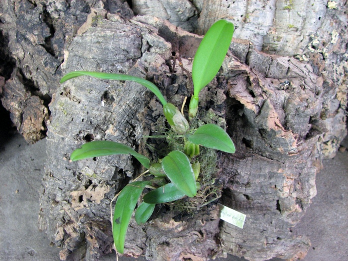 Bulbophyllum putidum.JPG