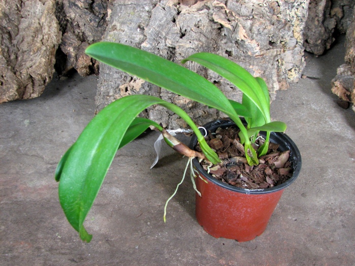 Bulbophyllum Hsinying Grand-arfa.JPG