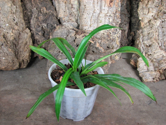 Phragmipedium schlimii.JPG