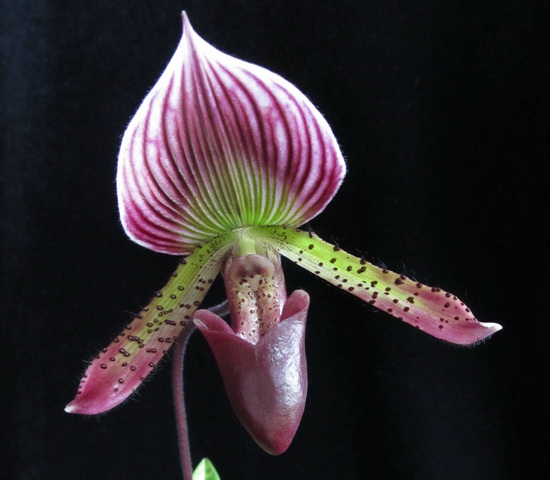 Paphiopedilum hibrid 2.jpg