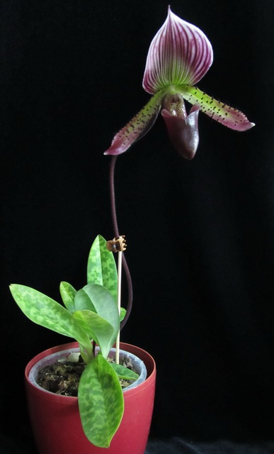 Paphiopedilum hibrid 3.jpg