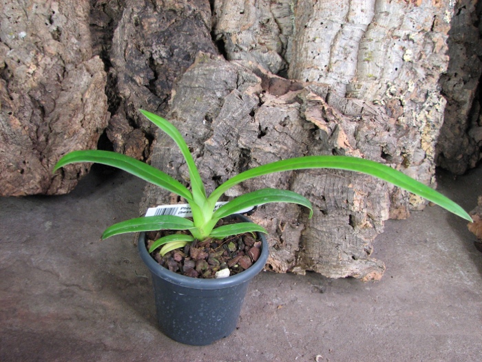 Phragmipedium Memory Dick Clements (besseae x sargentianum).JPG
