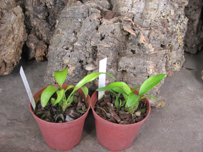 Coelogyne barbata.JPG