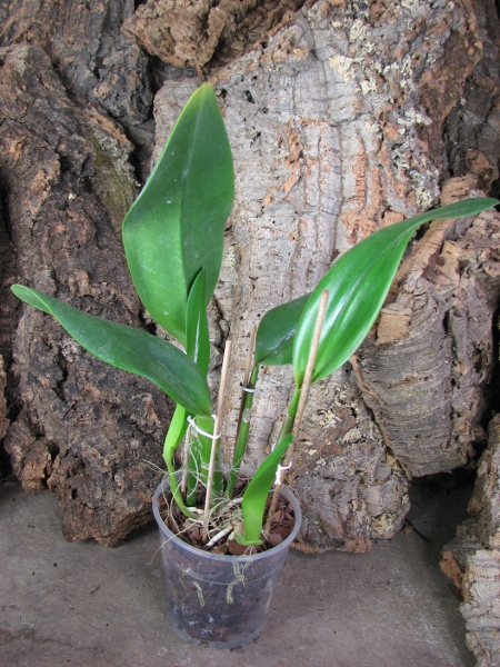 Epidendrum parkinsonianum x Brassavola digbyana.JPG