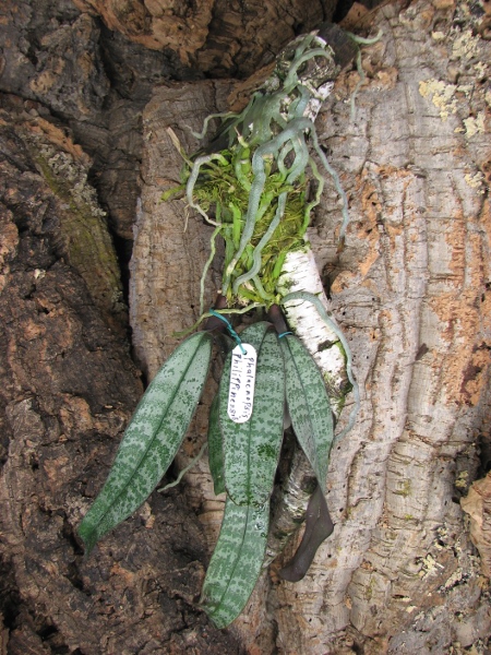 Phalaenopsis philippinensis.JPG