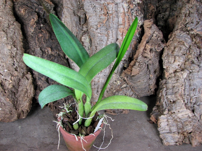 Brassolaeliocattleya Hsinying Catherine 'Hakucho'.JPG