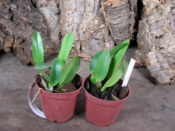 Laelia alaori x praestans.JPG