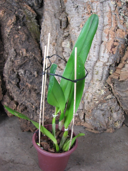 Laelia tenebrosa (Tipo x Maria Fumaca').JPG