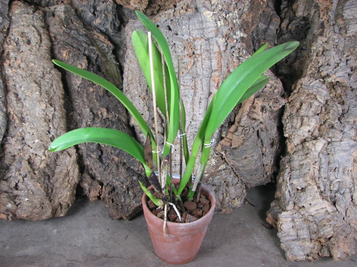 Cattleya Soror Angelica (Cattleya gigas F.M.B. x Cattleya Dupreana alba).JPG