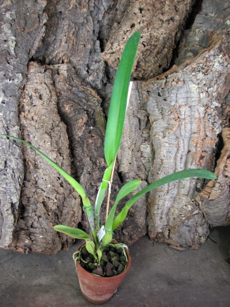 Laelia purpurata semi alba (quase) 'Osorio' × Laelia purpurata semi alba (quase) 'Sander'.JPG