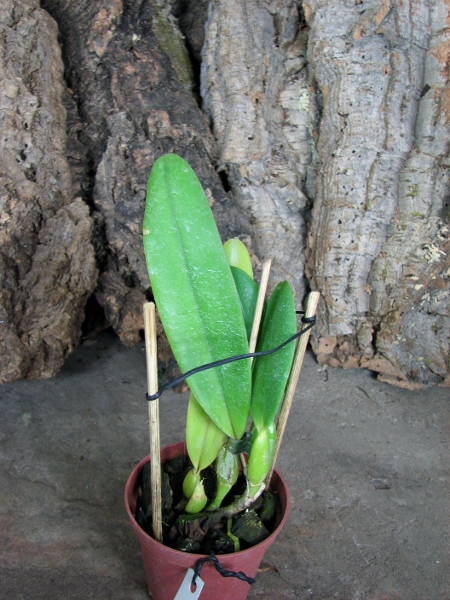 Laeliocattleya Gaskell - Pumila 'Azure Star'.JPG