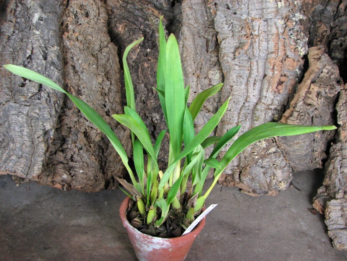 Maxillaria Jorge Enriquez.JPG