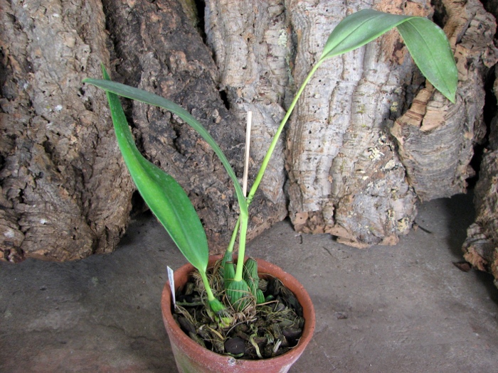 Maxillaria desvauxiana.JPG