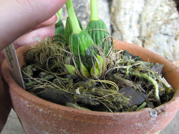 Maxillaria desvauxiana.JPG