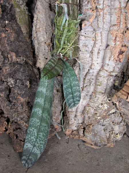 Phalaenopsis schilleriana.JPG