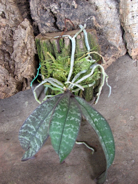 Phalaenopsis schilleriana.JPG