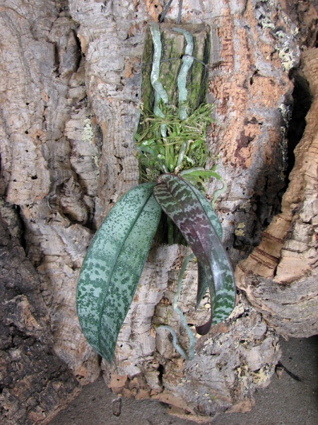 Phalaenopsis philippinensis.JPG