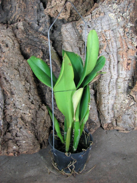 Brassolaeliocattleya King of Taiwan 'Ta-Hsin' (Bryce Canyon x Purple Ruby) .JPG