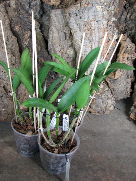 Cattleya Green Emerald 'Orchid Queen' (Cattleya Elizabeth Mahon x Cattleya Thospol Spot).JPG