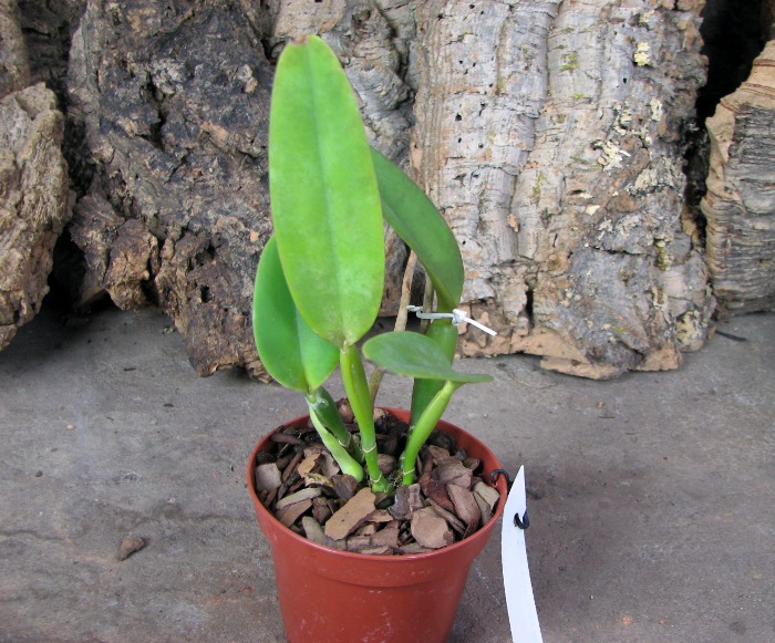 Cattleya maxima semi alba 'AWZ' x SELF.JPG