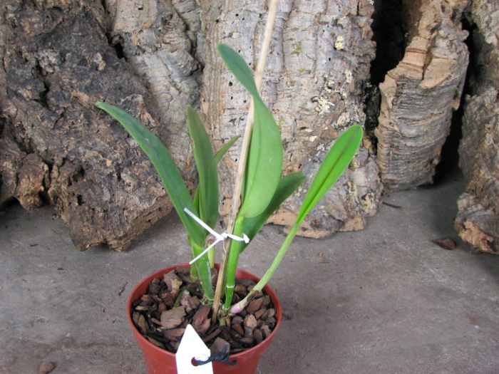 Cattleya maxima rubra 'Lojana' x SELF.JPG
