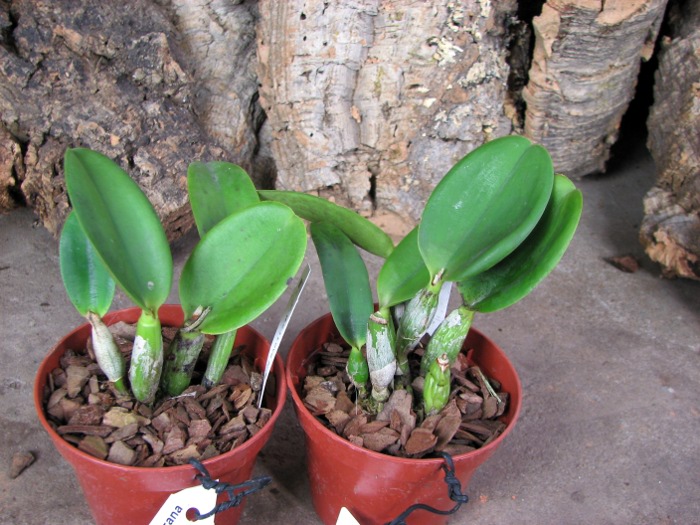 Laeliocattleya Love Knot 'Sato' (sincorana x walkeriana).JPG