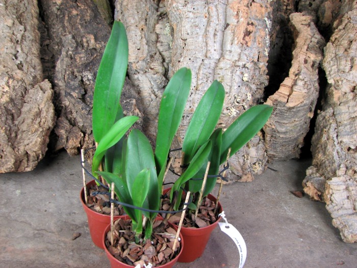 Brassolaeliocattleya Mother 'Aunt Yow'.JPG
