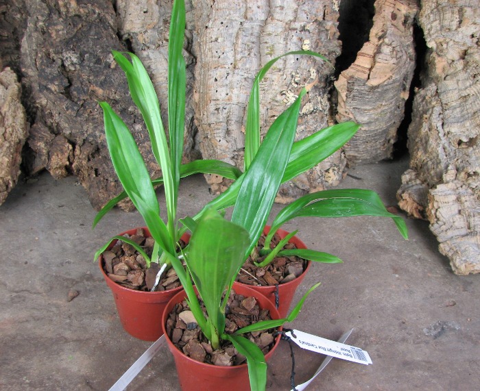 Bollopetalum Midnight Blue 'Cardinal's Roost'.JPG